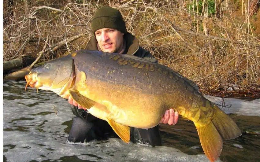 mirror carp fish facts