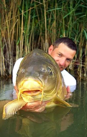 mirror fish