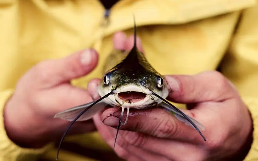 what do catfish like to eat the most