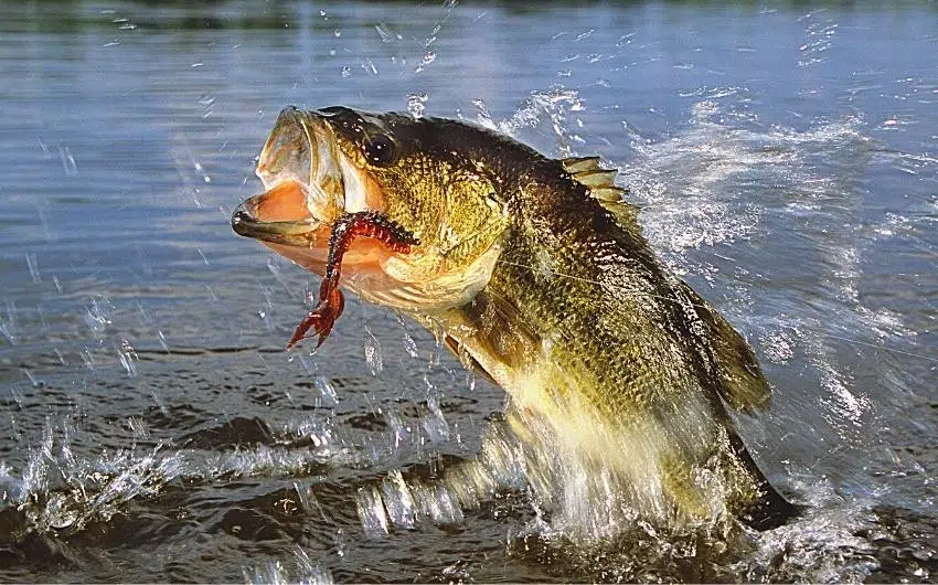 what do largemouth bass eat in the summer