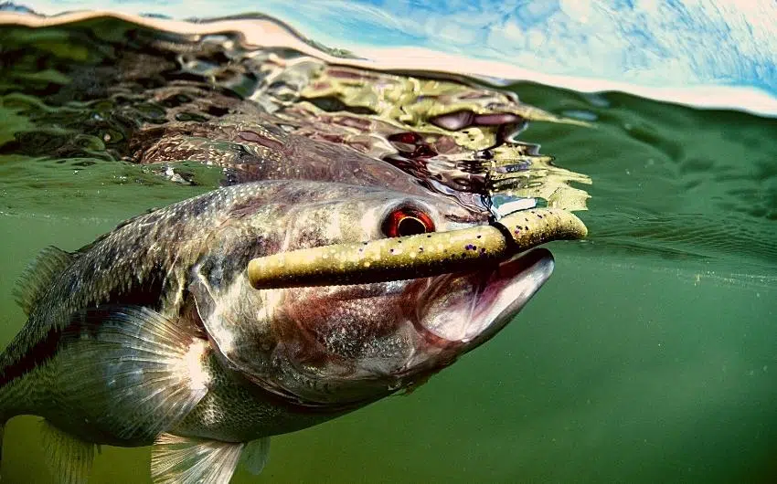 when to fish topwater for bass