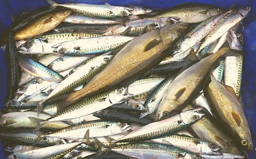 How to Catch Mackerel from Shore 1