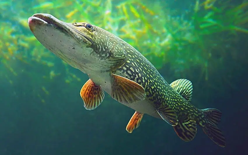 Is northern pike good to eat