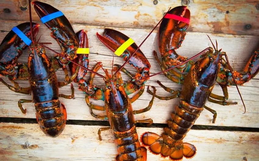 Are Lobsters Bottom Feeders & What Do Lobsters Eat! (Guide)