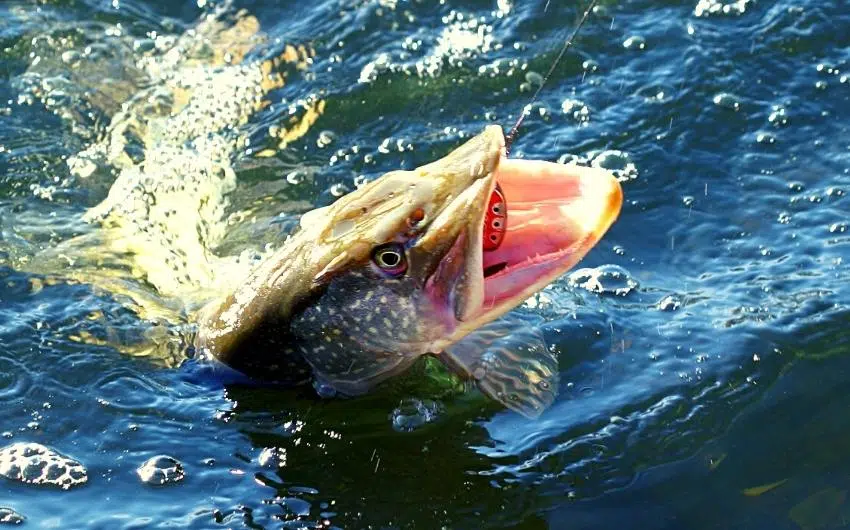 how big do northern pike get