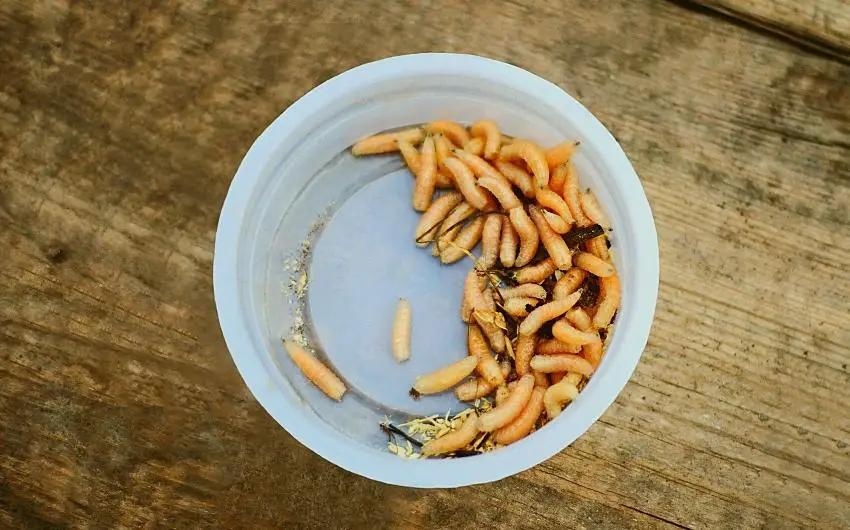 how long do maggots live for fishing