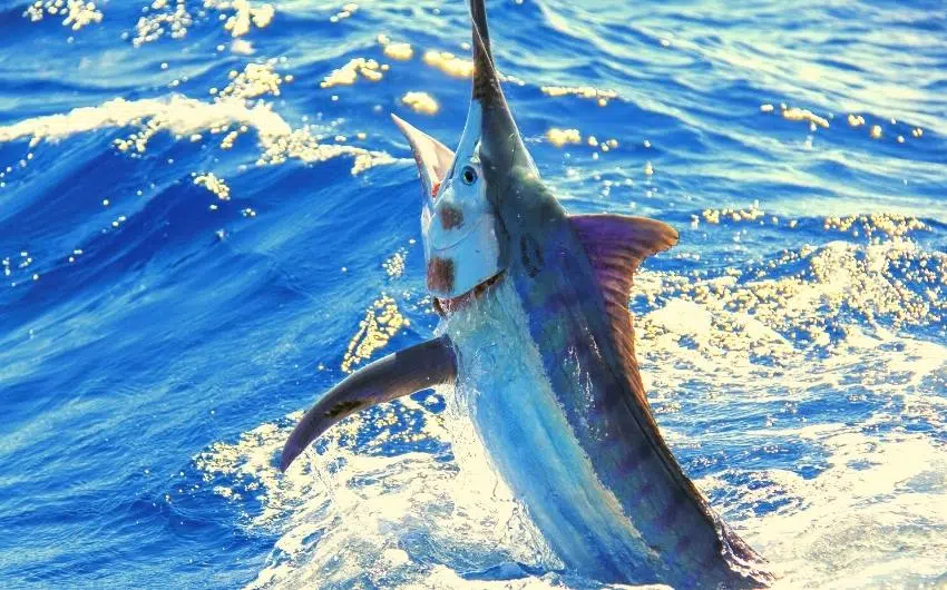is marlin good to eat
