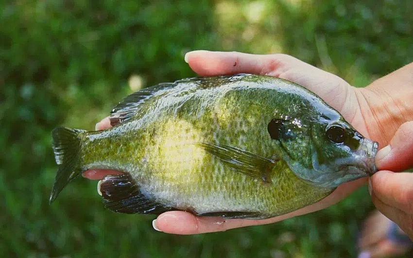 what size bluegill is a keeper 1