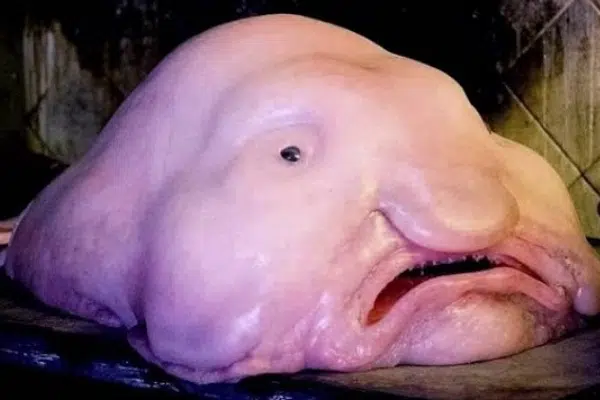 Blobfish