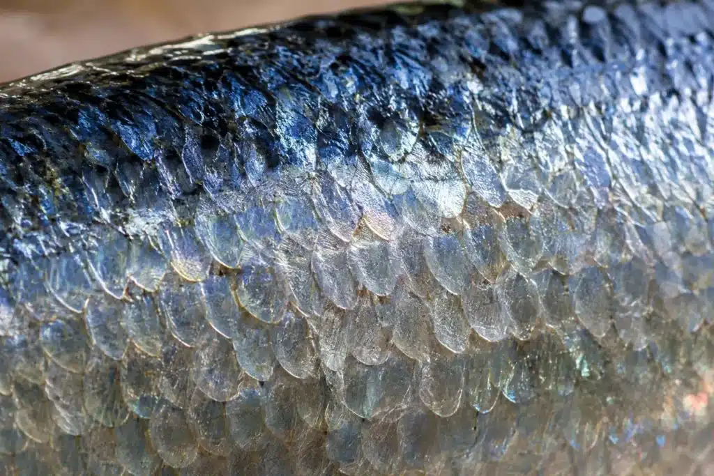 Do Sardines Have Fins and Scales? (Full Guide) 2 Do Canned Sardines Still Have Scales and Fins