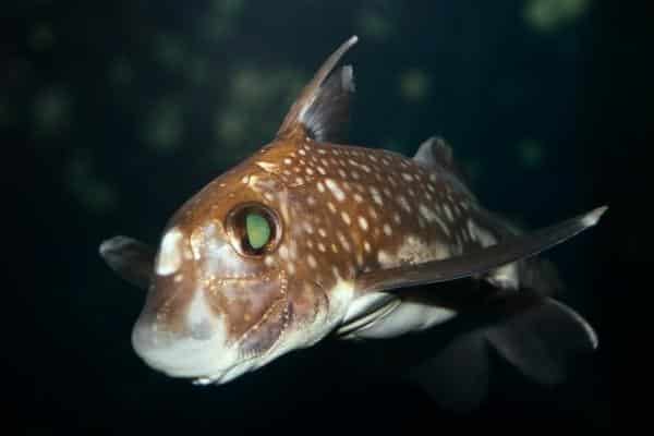 Ratfish