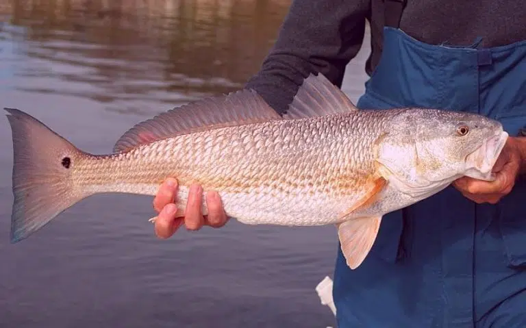 are-redfish-good-to-eat-let-s-clear-up-all-the-confusion