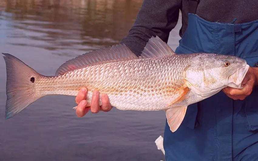 What Is Redfish & Are Redfish Good to Eat? (Detailed-Guide)