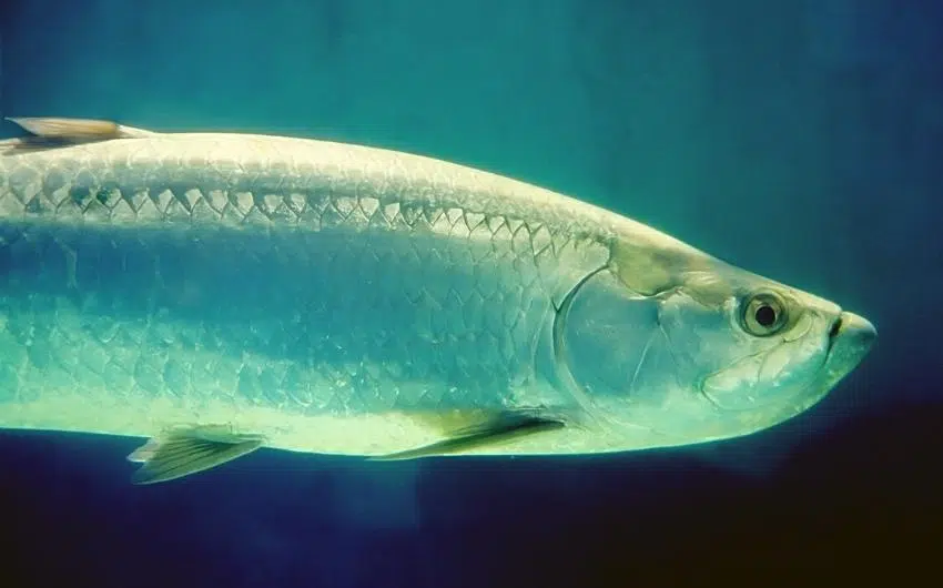 Can You Eat Tarpon Fish? | Here's What You (Need-To-Know)