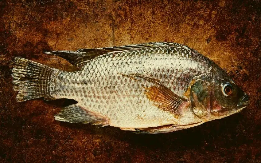 Does Tilapia Have Fins and Scales! (Let's Talk Tilapia)