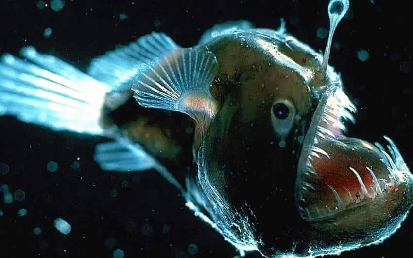 why are deep sea fish so ugly