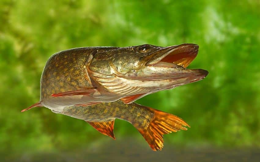 What Does Pike Taste Like Northern Pike Catch Cook 