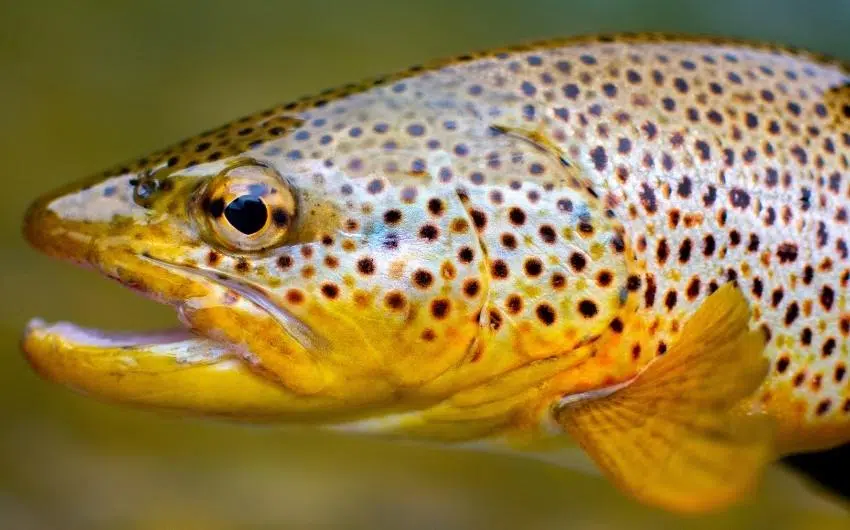 why trout fish is expensive