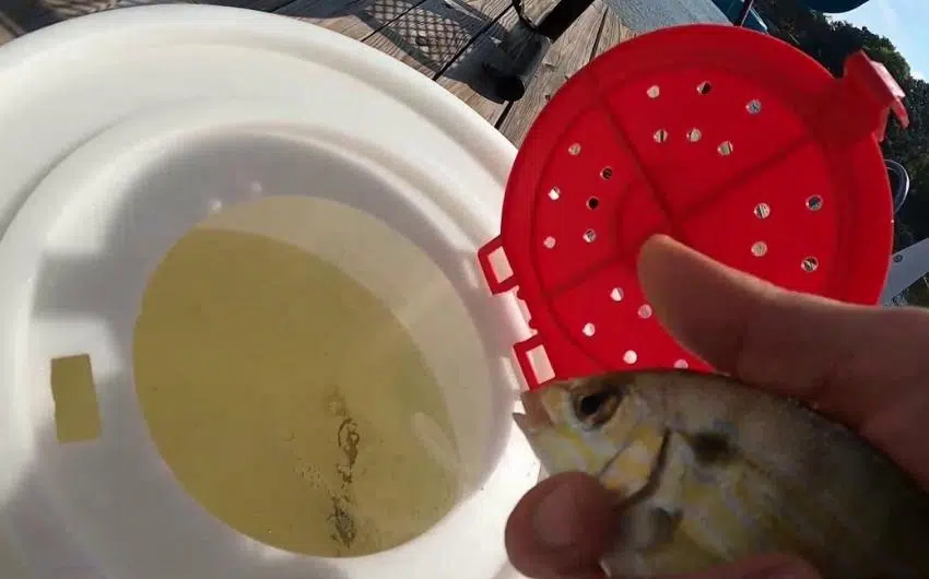 How Long Will Bluegill Live in a Bucket