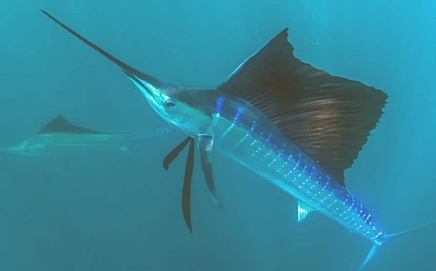 can you eat sailfish 1