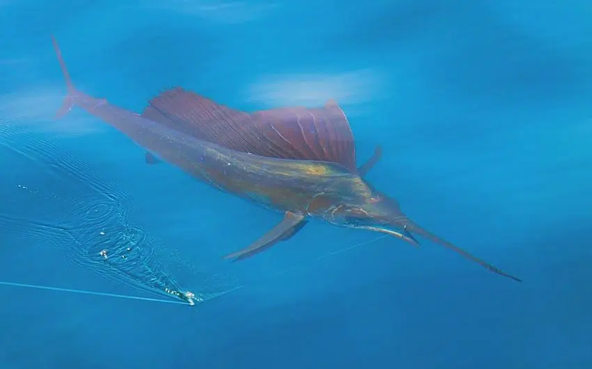 can you eat sailfish