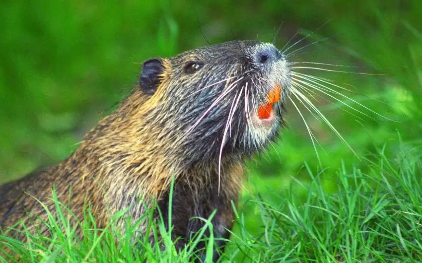 What Do Beavers Eat? - Myths & Facts You (Should Know)