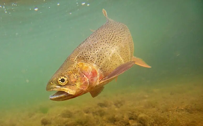 when do cutthroat trout spawn