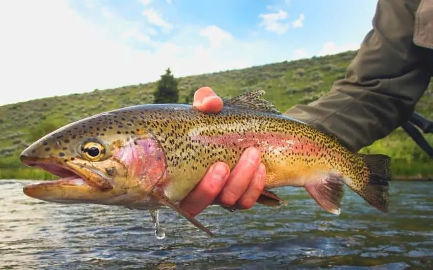 when do rainbow trout spawn