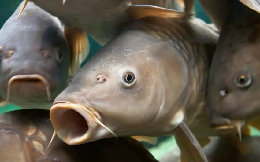 What water temperature do carp spawn