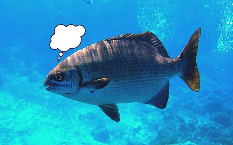 Do Fish Have Brains Think? - The Answer Will Surprise You!