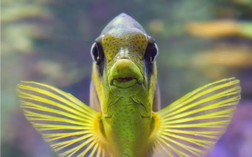 do fish have ears