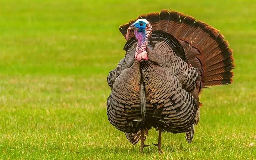 when to start calling turkeys in the morning