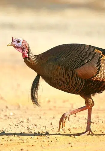 Are Turkeys Hard to Hunt