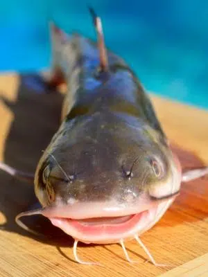 are saltwater catfish good to eat