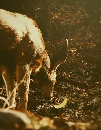 can deer eat bananas