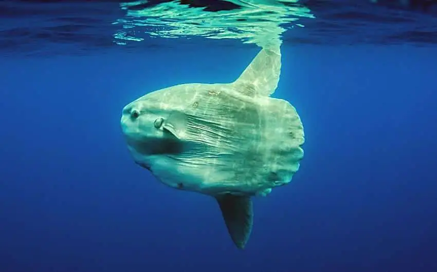 can you eat sunfish