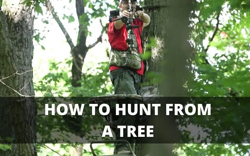 can you hunt turkey from a tree stand 1
