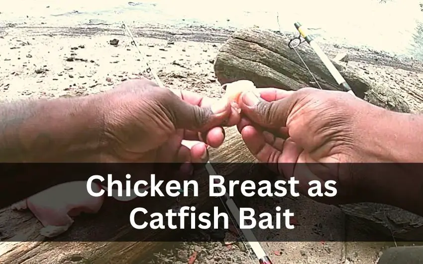 chicken breast for catfish bait