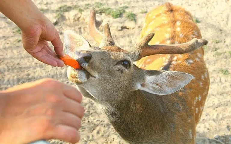 Do Deer Eat Carrots? How to Deter or Attract Deers (Solved)