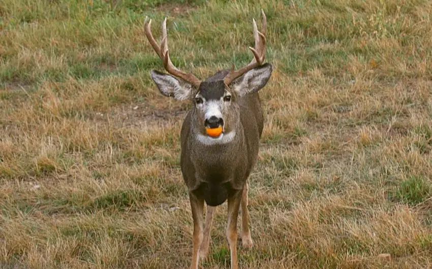 do deer eat oranges