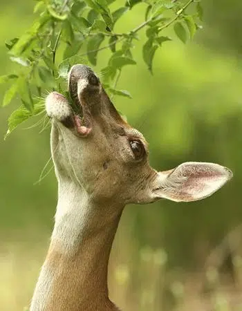 do deer eat walnut trees