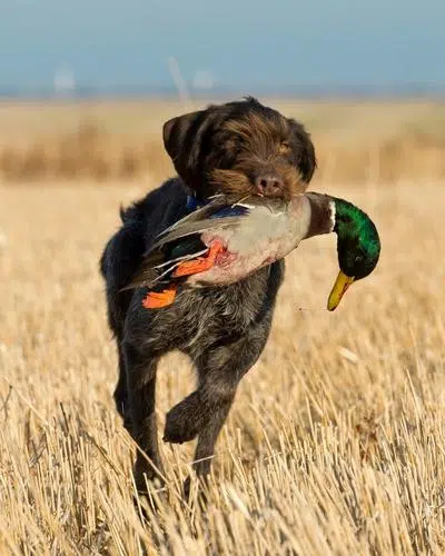 duck hunting in argentina