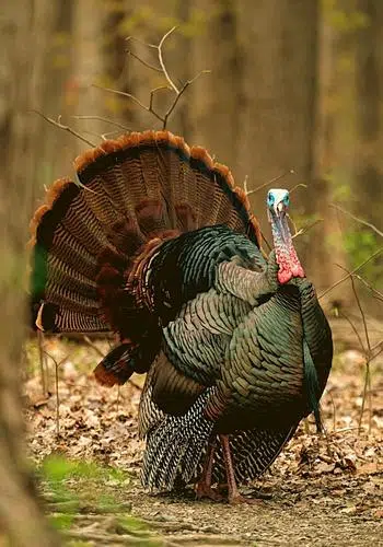 how to hunt turkey