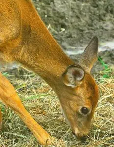 What to Feed Deer Instead of Corn? (Top 5 Alternatives)