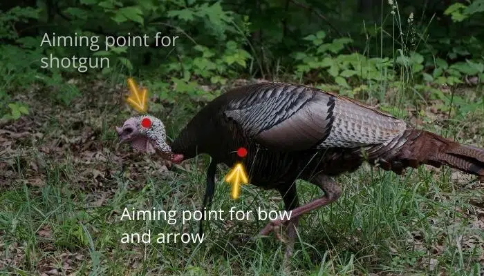 where to shoot a turkey with a bow diagram