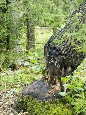 why do beavers eat wood