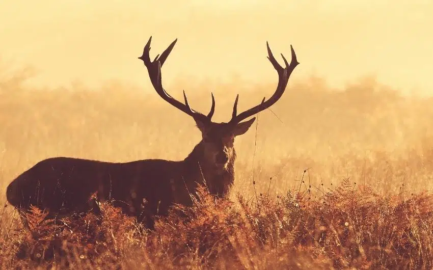 Can Deer Smell Propane Heater