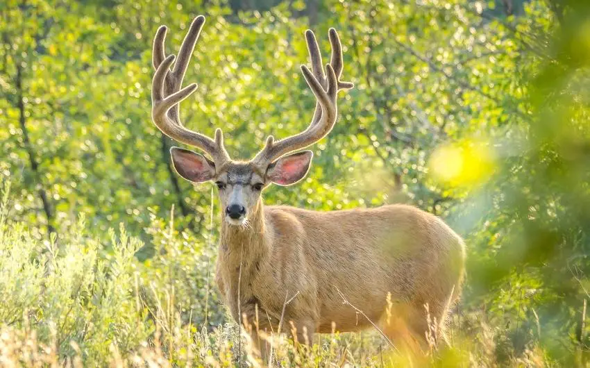 Nebraska mule deer hunting