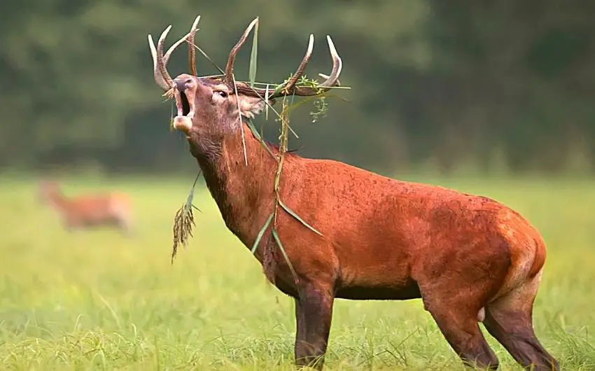Virginia deer hunting season
