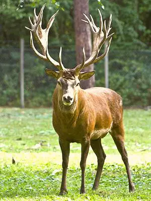Virginia deer season